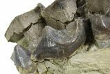 Fossil Titanothere (Megacerops) Partial Maxilla - South Dakota #300016-5